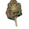 Buy Stardawg UK