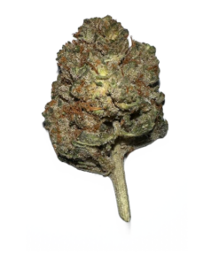 Buy Stardawg UK